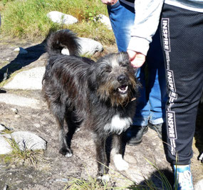 And Also a Rescue Dog....