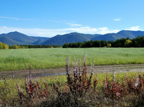 Cultivated Oats for Military Horses