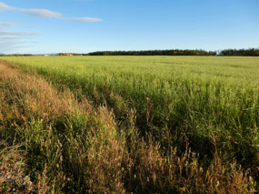 Fields of Golden Oats