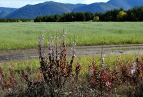 Flowering Gaura Like Plants