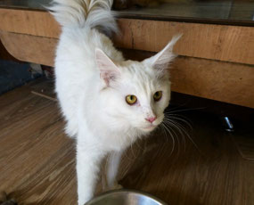 Laura - White Maine Coone