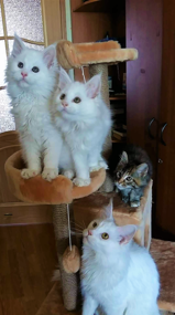 Laura and Her Kittens (c. Valentina)