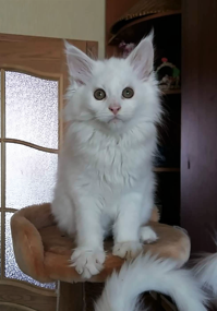 One Cute Kitten (c. Valentina)