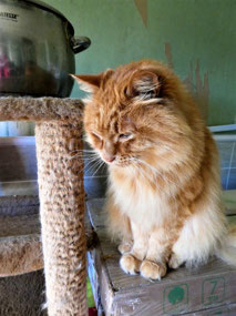 Red the Gingerbread Cat