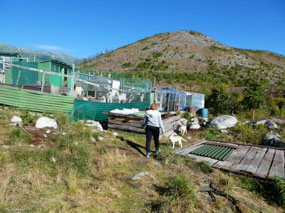 The Dog Enclosures