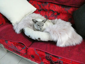 Electric Pet Pads on Full Heat!