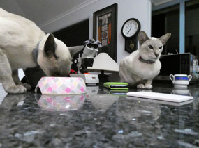 Looking Relaxed at Breakfast Time