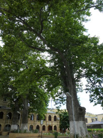Ancient Plane Trees