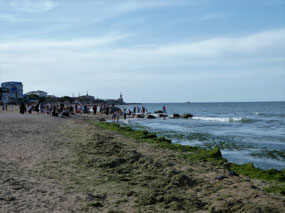 Seaweed Strewn Beaches