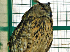 Common Owl