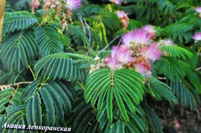 Museum Display - Bauhinia