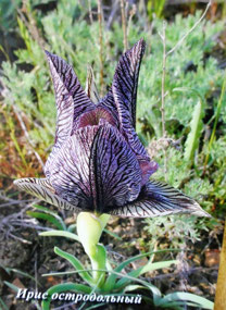 Museum Display - Wild Iris Species