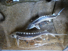 Museum Display - Sturgeon