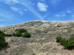Sparse Vegetation