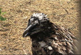 Tawny eagle (c. Abdullah)