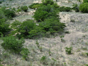 Wild Bauhinias
