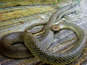 Yellow Bellied Caspian Mud Snake