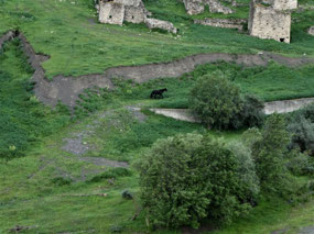 A Horse Follows the Trail..... 