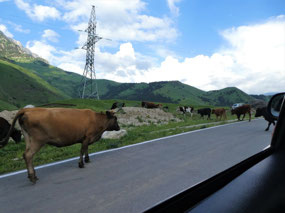 Casual Cattle Near Targim