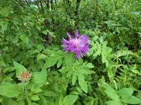 Soft Wildflowers