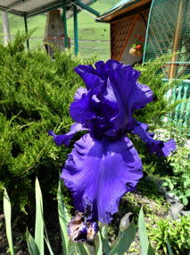 An Iris to Die For!