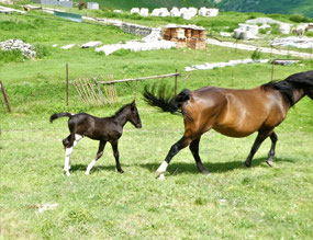 Captivated by a Paint Horse Foal