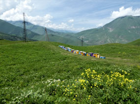 Colourful Beehives