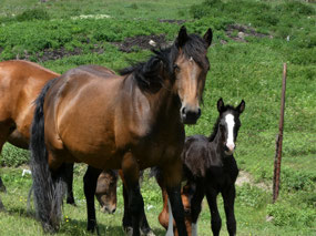 Lovely Mares and Foals