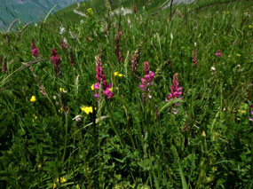 Pretty Wildflowers