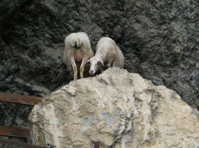 No Fear of Heights Here!!