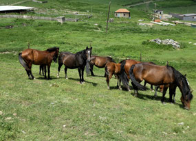 With Plenty of Pasture