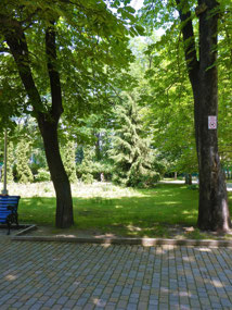 Gorgeous Trees of Kosta Khetagurova Park