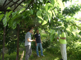 Under the Kalina Tree