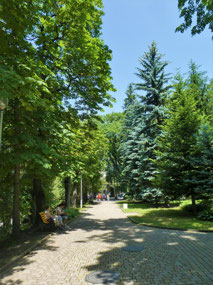 Plane Trees & Blue Spruce