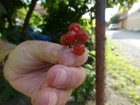 Ripe Berries of the Kalina