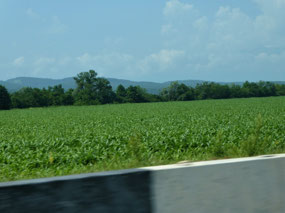 Healthy Young Maize Crops