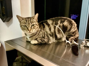 Yekaterina - Just a Humble Tabby