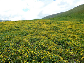 A Myriad of Wild Buttercups