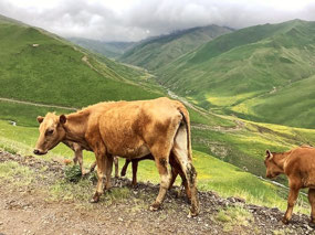 And Their Cattle