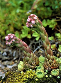 Curious Alpine House Leek (c. I Shpilenok)