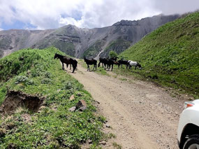 Horses Grazing Casually