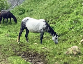 Pretty Grey Mare in Foal
