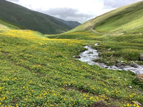 Snow Fed Streams