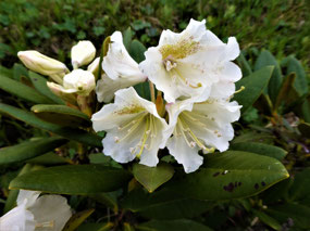 Stunning Caucasian Rhododendron