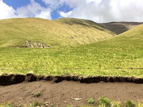 The Value of Grass Cover!
