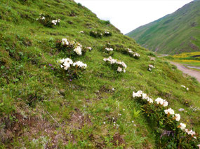 Rhododendrons Everywhere!