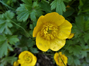 Wild Buttercup