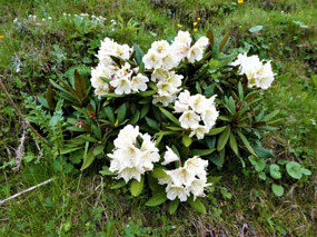 Wild Rhododendrons