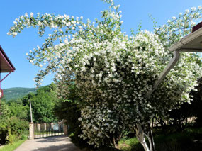 Beautiful Flowering Pear,Hotel Mezmay