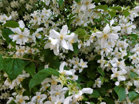 Close Up of Flowering Pear